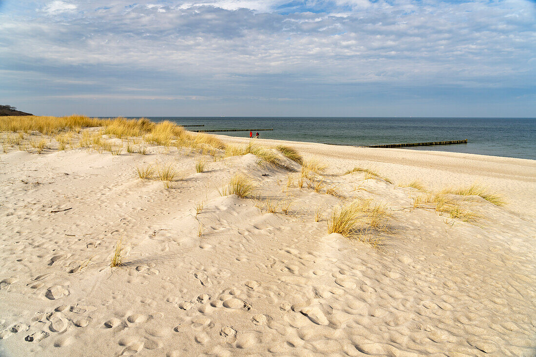  Dunes on the Baltic Sea beach in Graal-Müritz, Mecklenburg-Vorpommern, Germany   