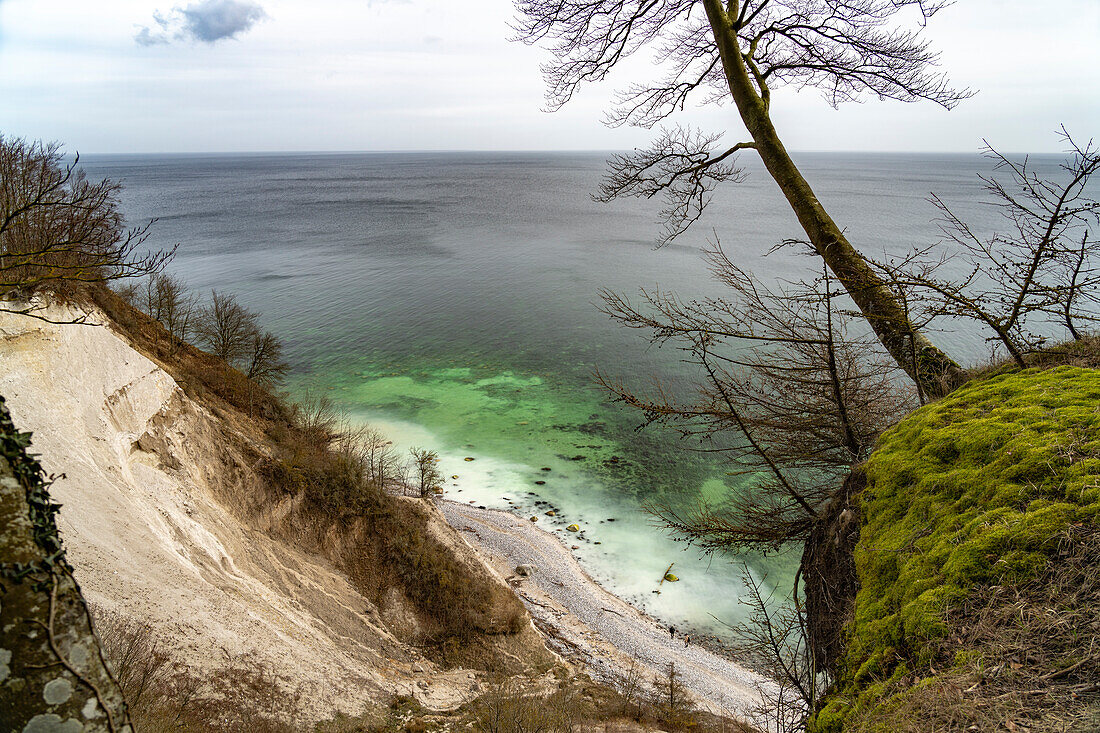  The famous chalk cliffs on the Baltic Sea coast in the Jasmund National Park, Ruegen Island, Mecklenburg-Western Pomerania, Germany   