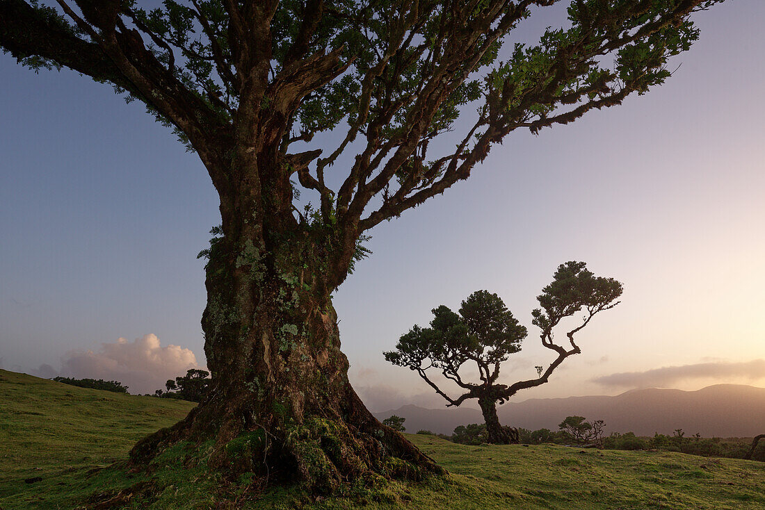 Stink laurel trees in Fanal, Madeira, Portugal.