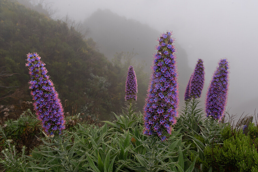  Viper&#39;s bugloss in the mountains of Madeira, Portugal. 
