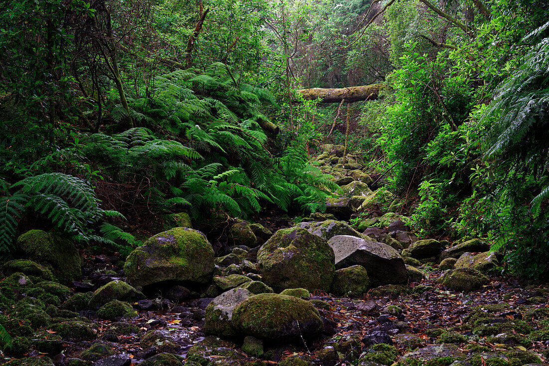Wilde Natur in den Wäldern von Queimadas, Madeira, Portugal.