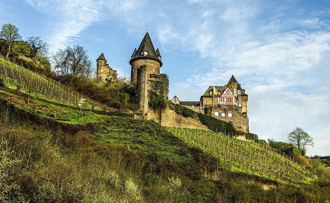  Vineyards in Bacharach, Stahleck Castle in the background, Upper Middle Rhine Valley, Rhineland-Palatinate, Germany 