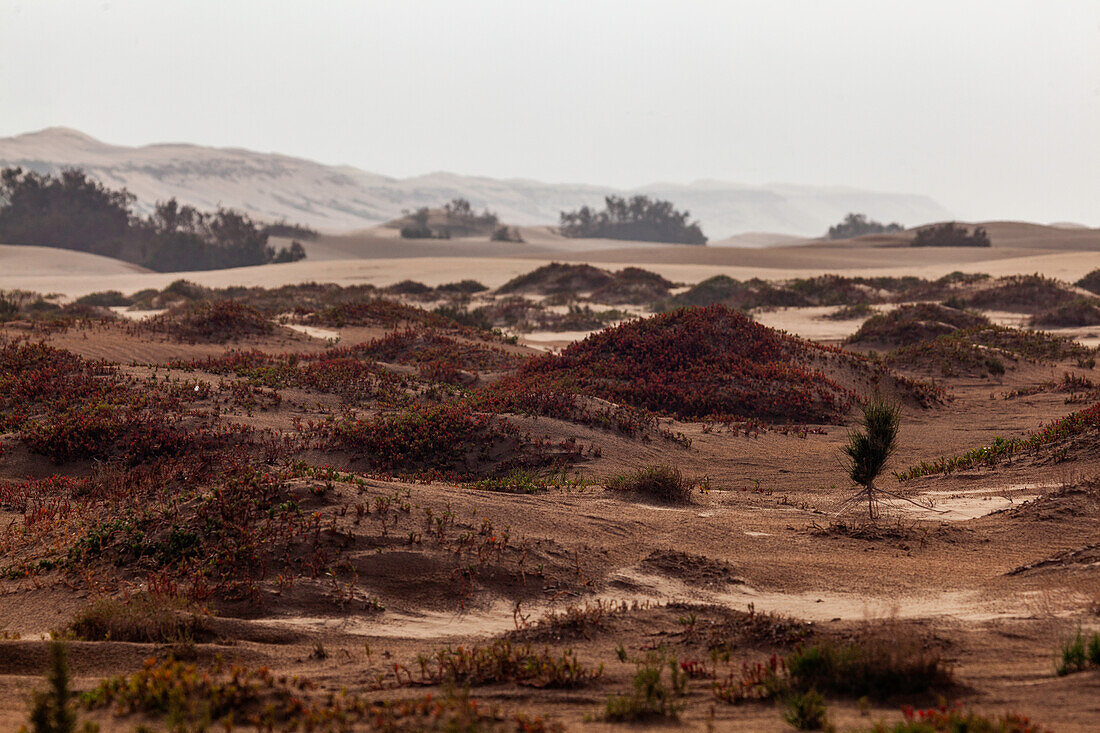 Afrika, Marokko, Plage blanche, der weiße Strand, Dünenlandschaft am Atlantik