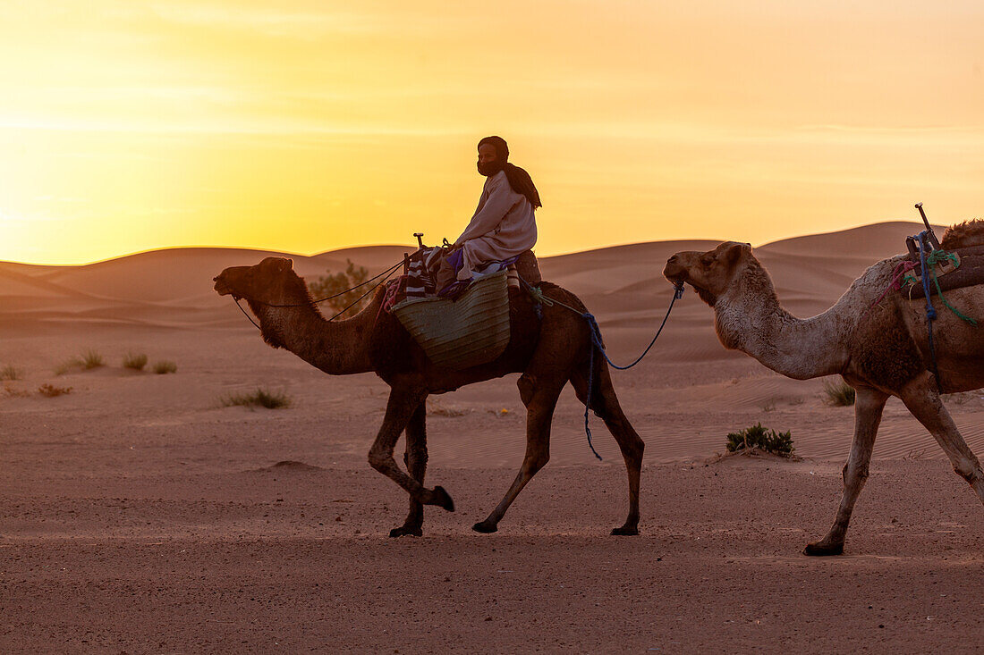 Afrika, Marokko, Zagora, Sahara, Erg Lehoudi, Berber und Dromedare im Sonnenuntergang