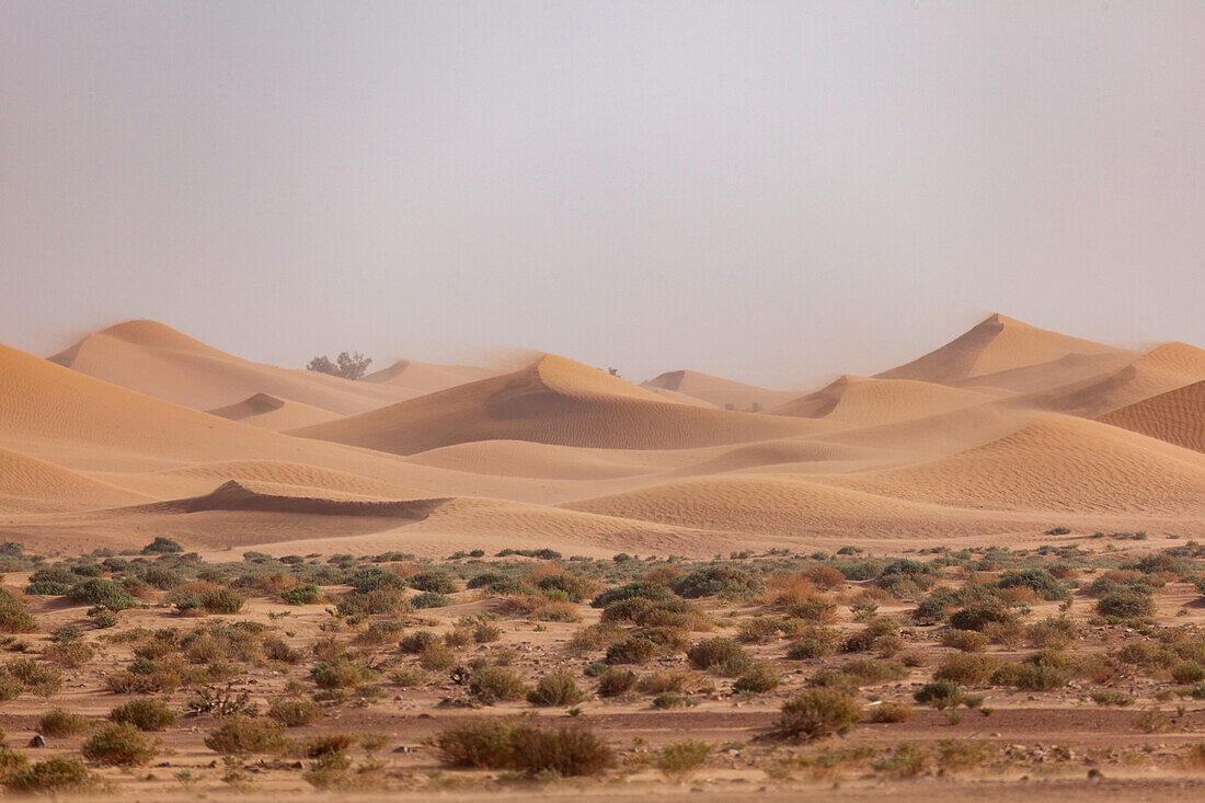  Africa, Morocco, Zagora, Sahara, Erg Lehoudi, sand dunes in a sandstorm 
