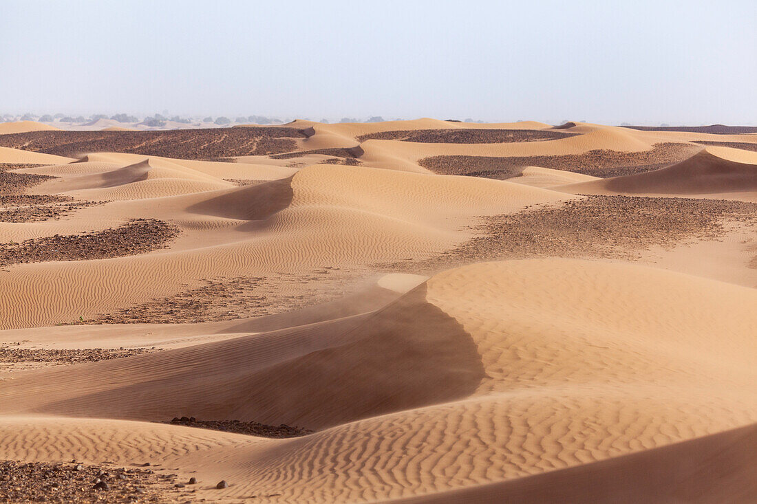 Africa, Morocco, Zagora, Sahara, Erg Lehoudi, sand dunes in the wind 