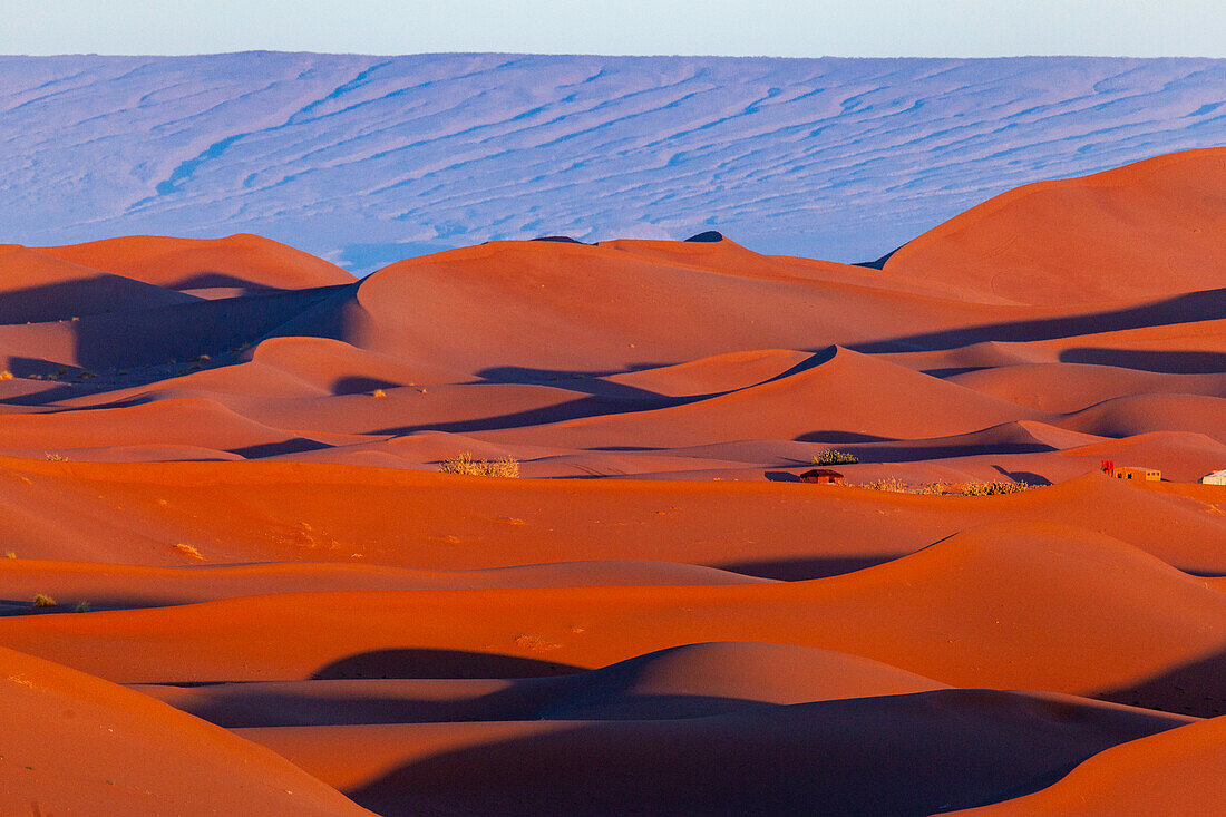  Africa, Morocco, Zagora, Sahara, Erg Lehoudi, sand dunes in the evening light 