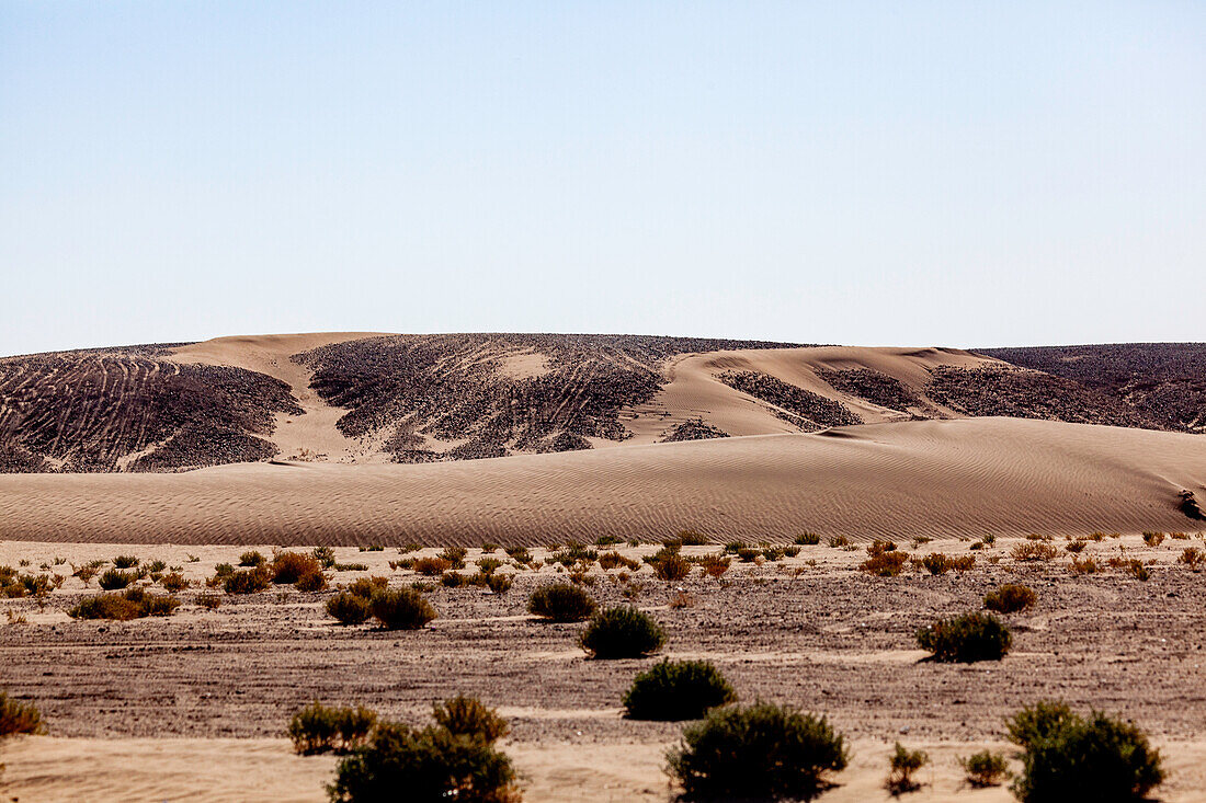  Africa, Morocco, Zagora, Sahara, Erg Lehoudi, sand dunes, black stones and bushes 