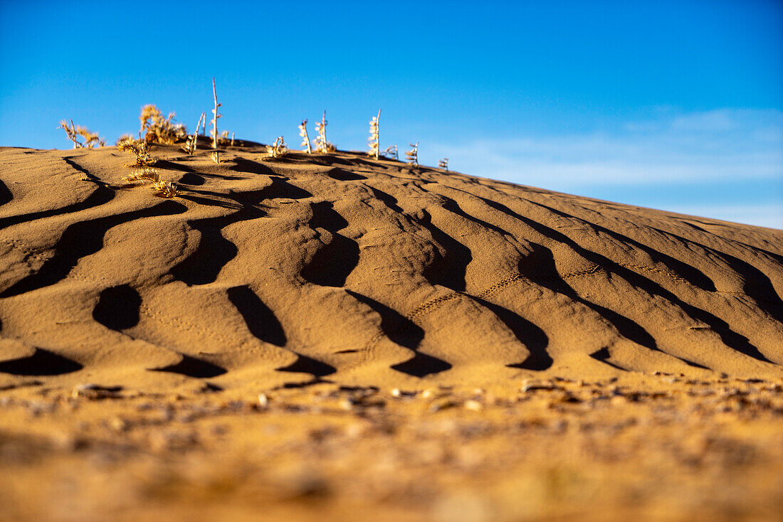  Africa, Morocco, Zagora, Sahara, Erg Lehoudi, sand dune, grasses, beetle tracks 