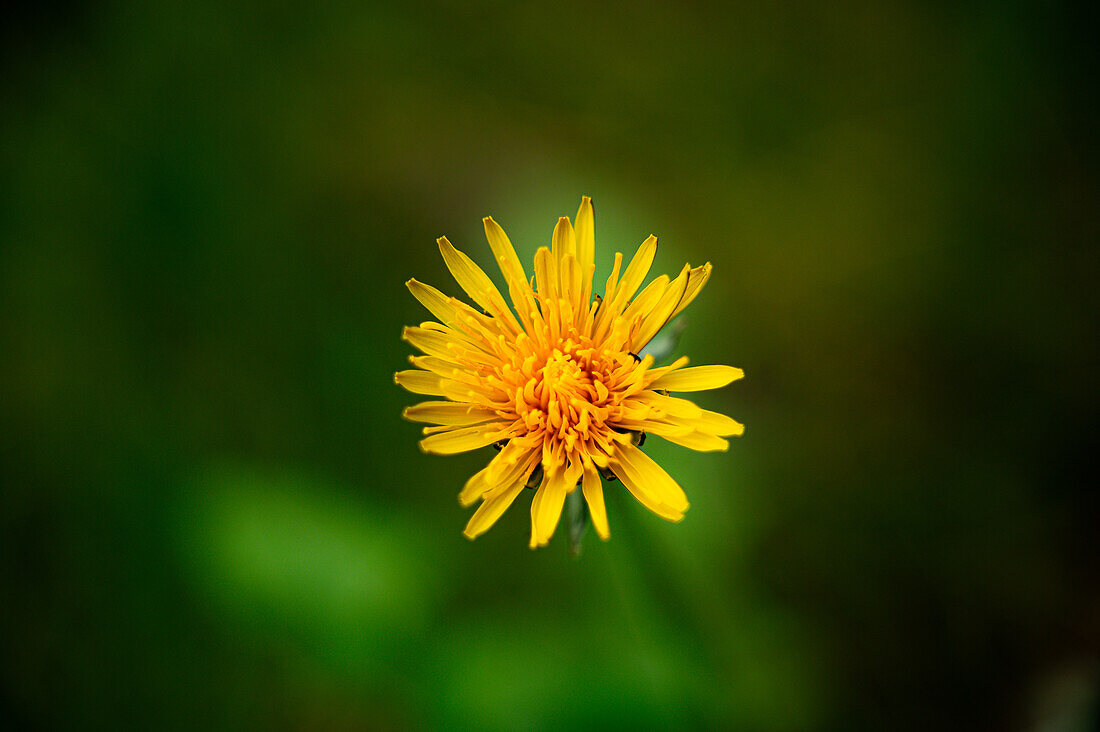  The yellow flower of a dandelion (Taraxacum), Jena, Thuringia, Germany 