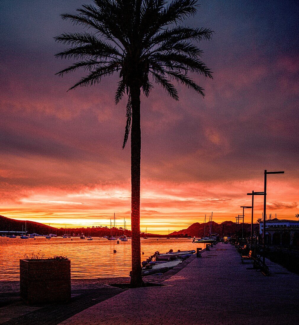Hafen unf Bucht von Port de Pollenca bei Sonnenaufgang und Morgenrot, Palme im Vordergrund, Mallorca, Spanien