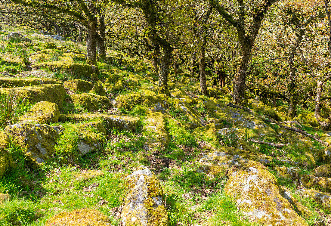 Bäume im Hochland Eichenwald Moos bedeckt Granitfelsen, Wistmans Wood, Dartmoor, Süd-Devon, England, Großbritannien