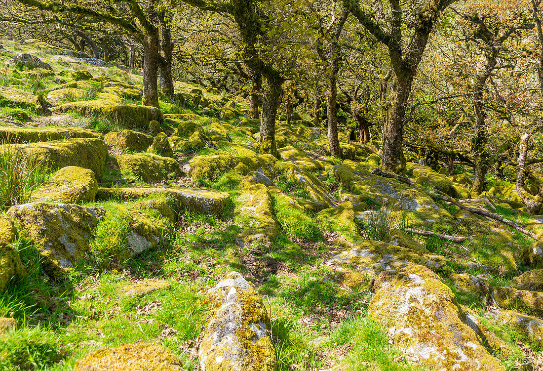 Trees in upland oakwood moss covered granite  boulders, Wistman's Wood, Dartmoor, south Devon, England, UK