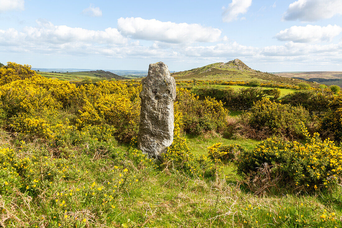 Weathered standing stone Celtic cross with flowering gorse, granite Sharp Tor in background, Dartmoor, Devon, England, UK