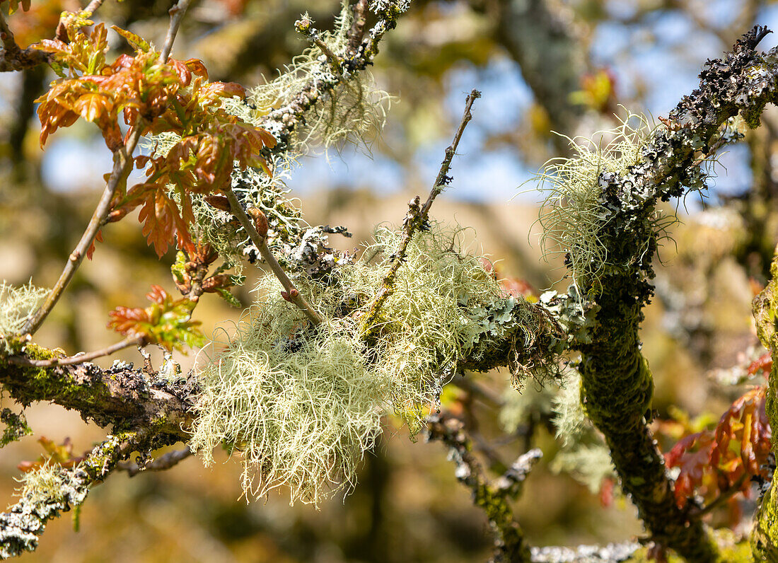 Baummoos und Flechten Wistman's Wood, Dartmoor, Süd-Devon, England, Großbritannien