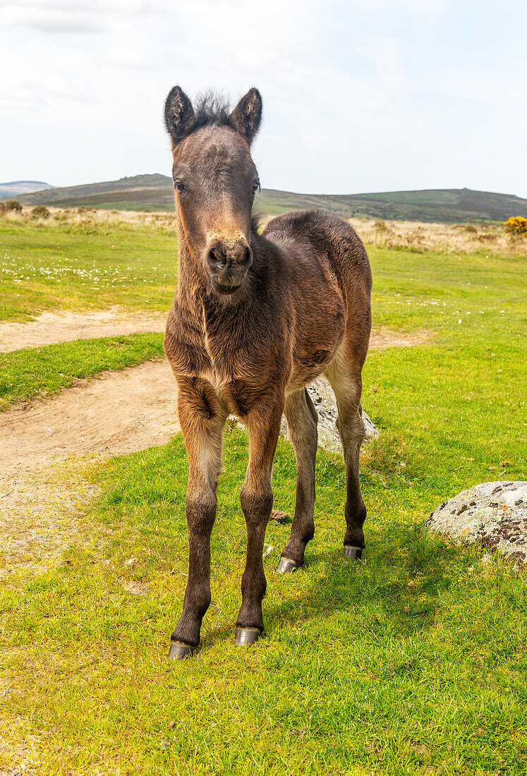 Dartmoor-Pony-Fohlen, Dartmoor-Nationalpark, in der Nähe von Combestone Tor, Devon, England, Großbritannien
