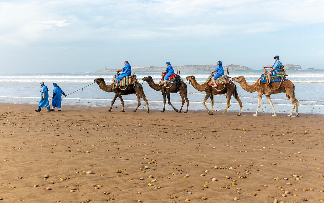 Tourists riding camels on beach dressed in blue Bedouin robes, Essaouira, Morocco, north Africa