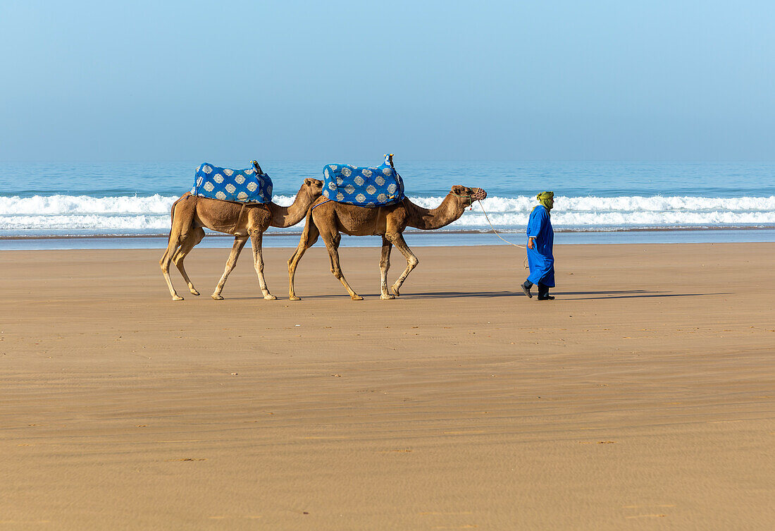 Two camels on sandy beach at Taghazout, Morocco, North Africa