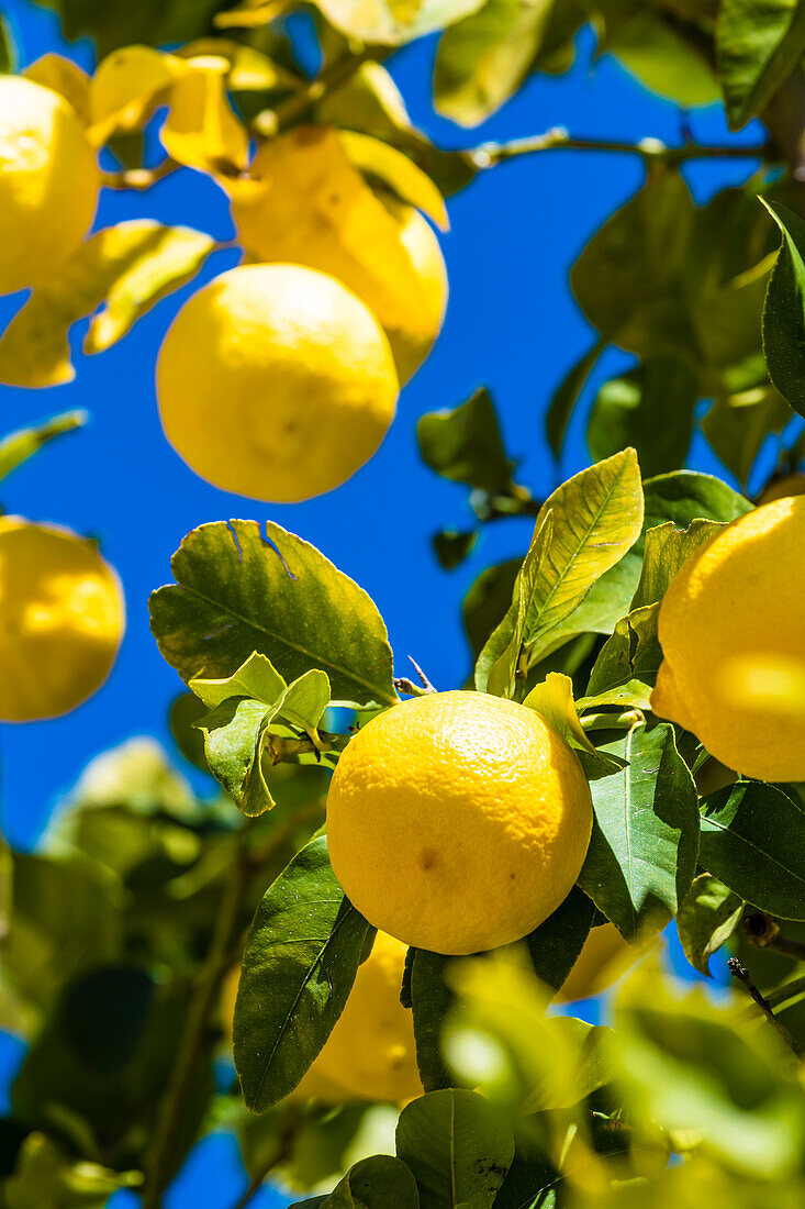  Lemon tree, Vasa, Limassol District, Republic of Cyprus 
