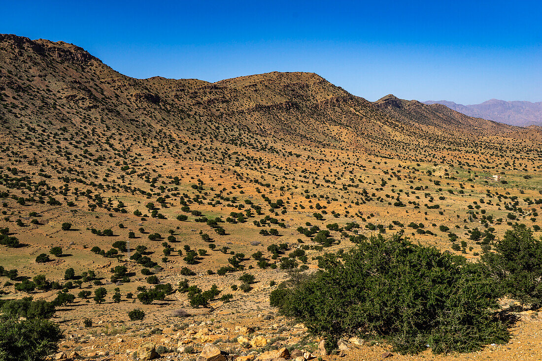  North Africa, Morocco, Tiznit Province, Tafraoute,\n 