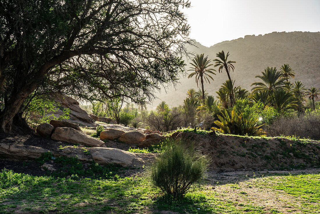  North Africa, Morocco, Tiznit Province, Tafraoute,\n 