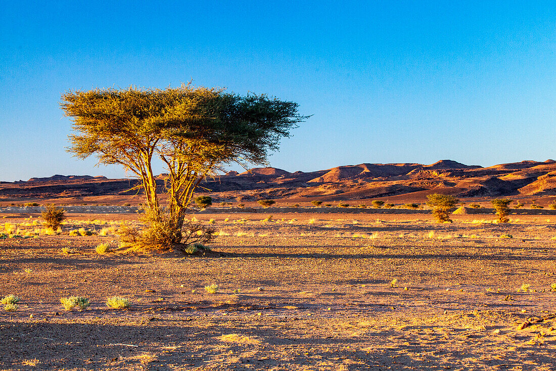 Nordafrika, Marokko, Provinz Zagora, Mhamid, Sonnenuntergang, Büsche