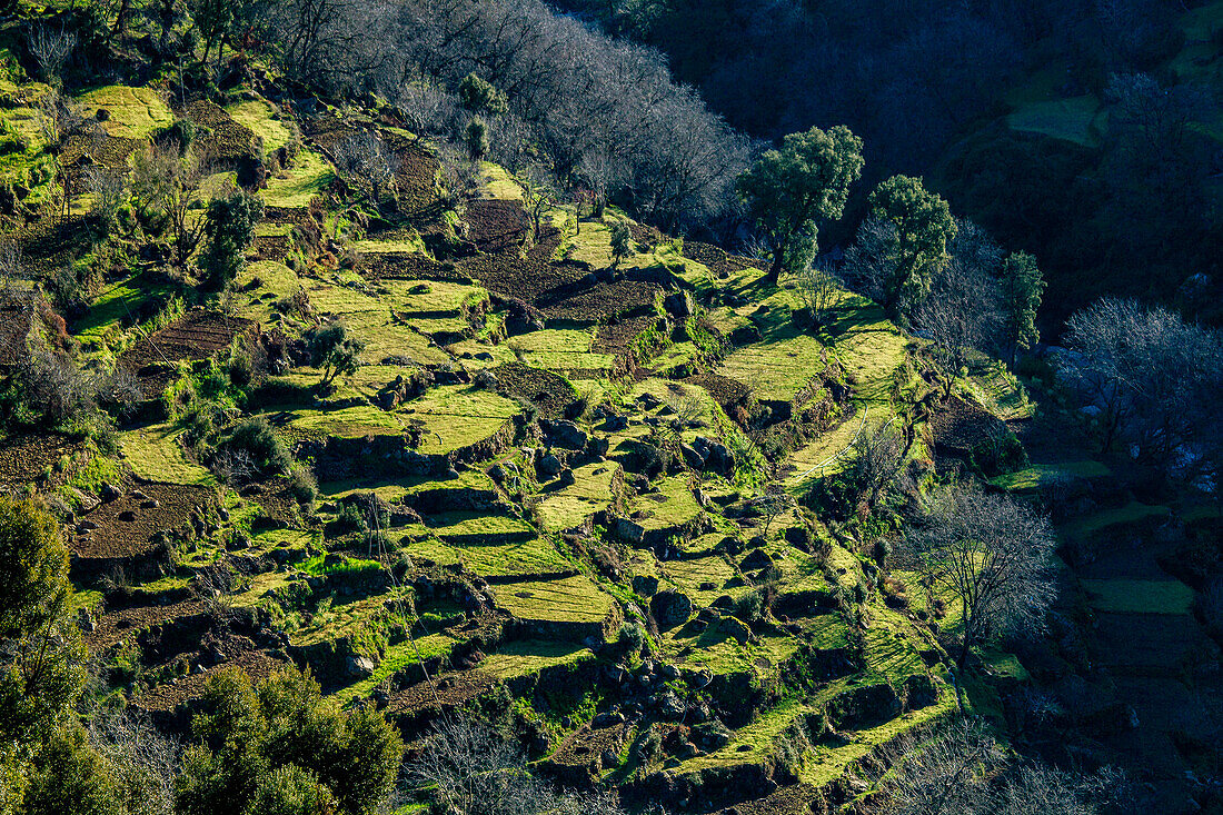  North Africa, Morocco, north, hilly landscape, agriculture, terraces 