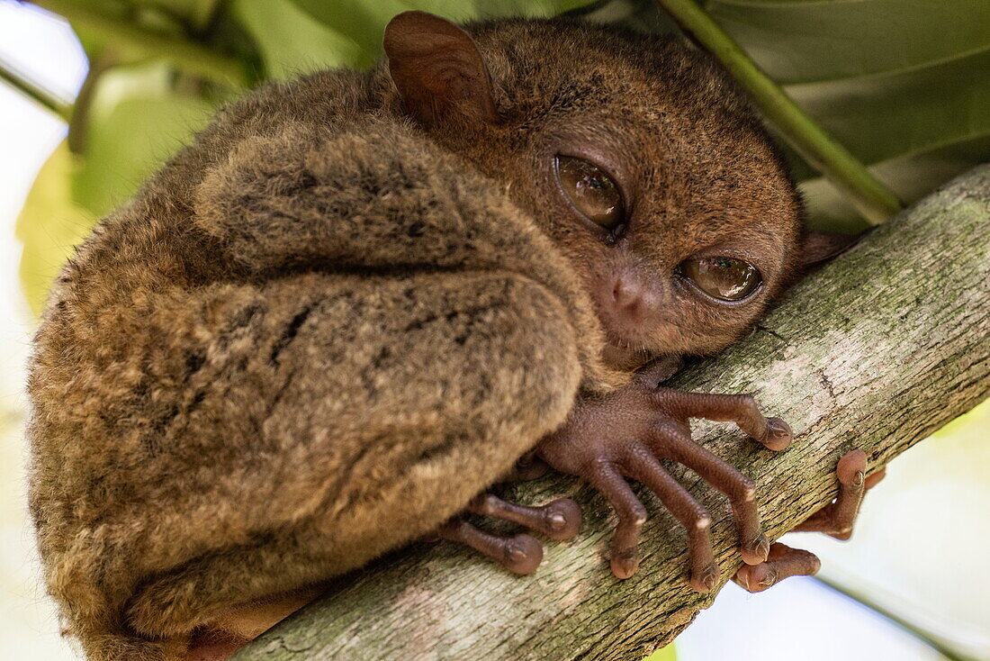  Philippine tarsier (Carlito syrichta) relaxing on a tree at the Bohol Enchanted Zoological and Botanical Garden, near Batuan, Bohol, Philippines 