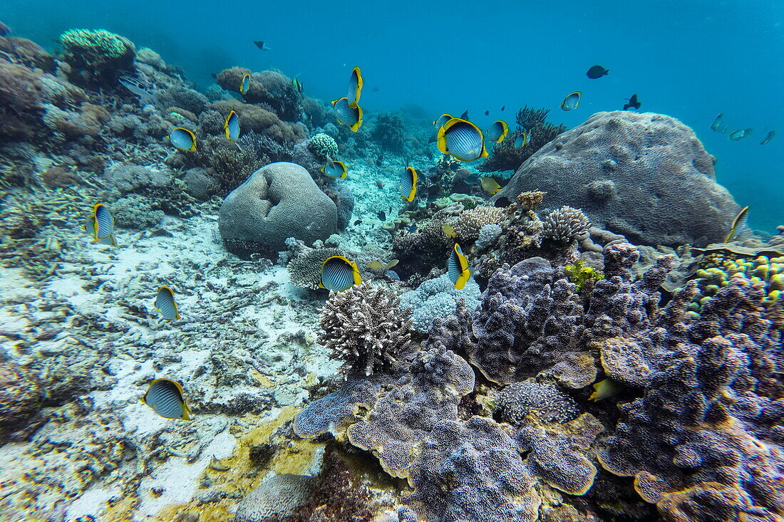  Underwater photo of colorful corals and fish off Pink Beach on Komodo Island, Komodo, West Manggarai, East Nusa Tenggara, Indonesia 