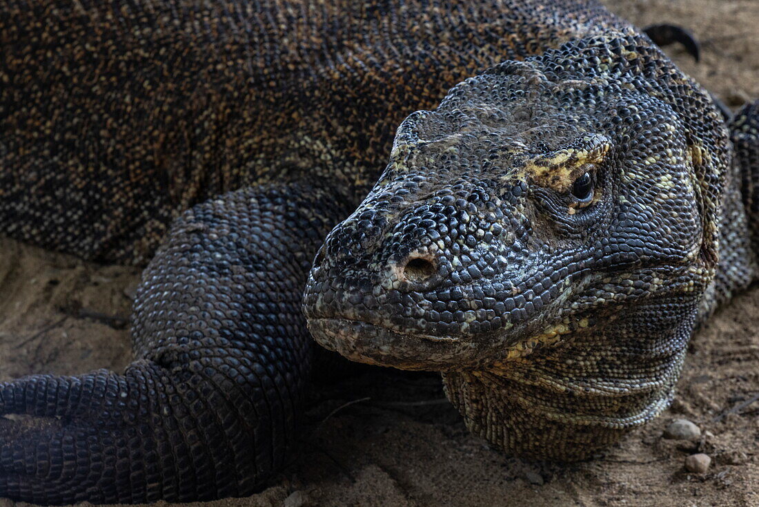  Head of a Komodo dragon (Varanus komodoensis) in Komodo National Park on Komodo Island, Komodo, West Manggarai, East Nusa Tenggara, Indonesia 