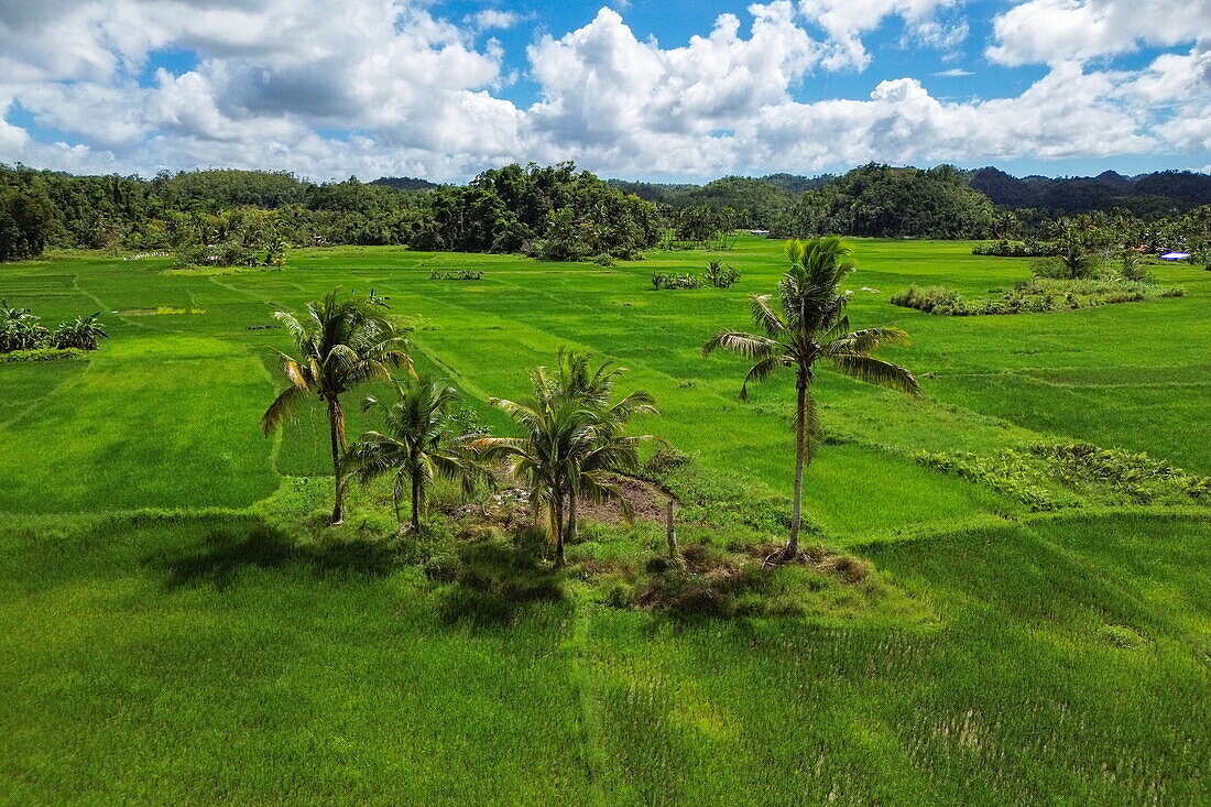 Luftaufnahmen von Kokospalmen in Reisfeldern, in der Nähe von Carmen, Bohol, Philippinen, Südostasien