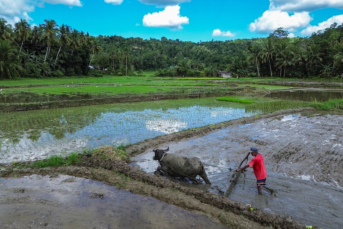  Aerial view of a farmer and an Asian water buffalo (Bubalus bubalis) plowing through a wet rice field, near Loboc, Bohol, Philippines 