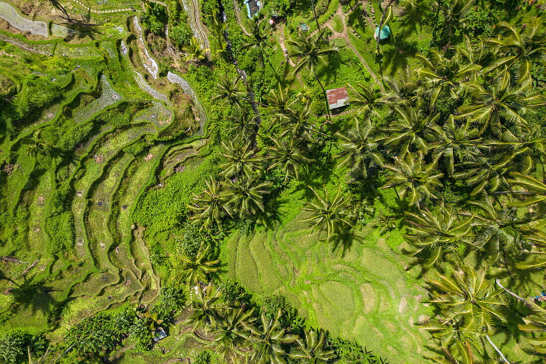  Aerial view of Tegallalang rice terrace with coconut trees, Tegallalang, Gianyar, Bali, Indonesia 