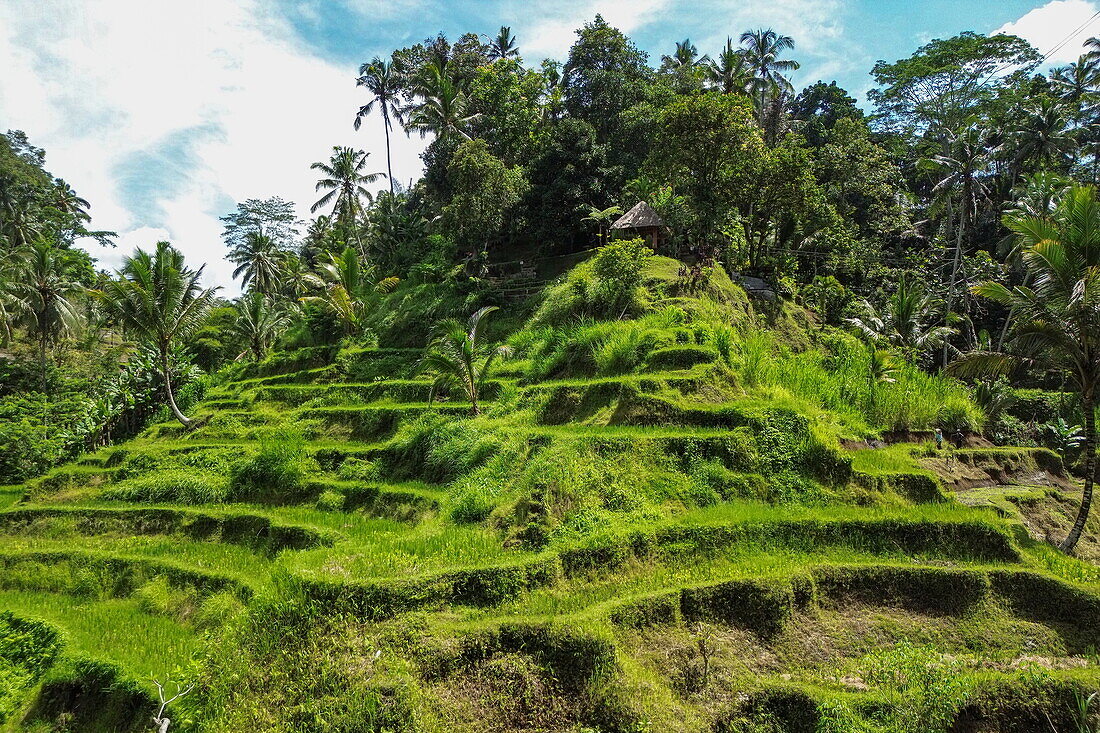  Aerial view of Tegallalang rice terrace with coconut trees, Tegallalang, Gianyar, Bali, Indonesia 