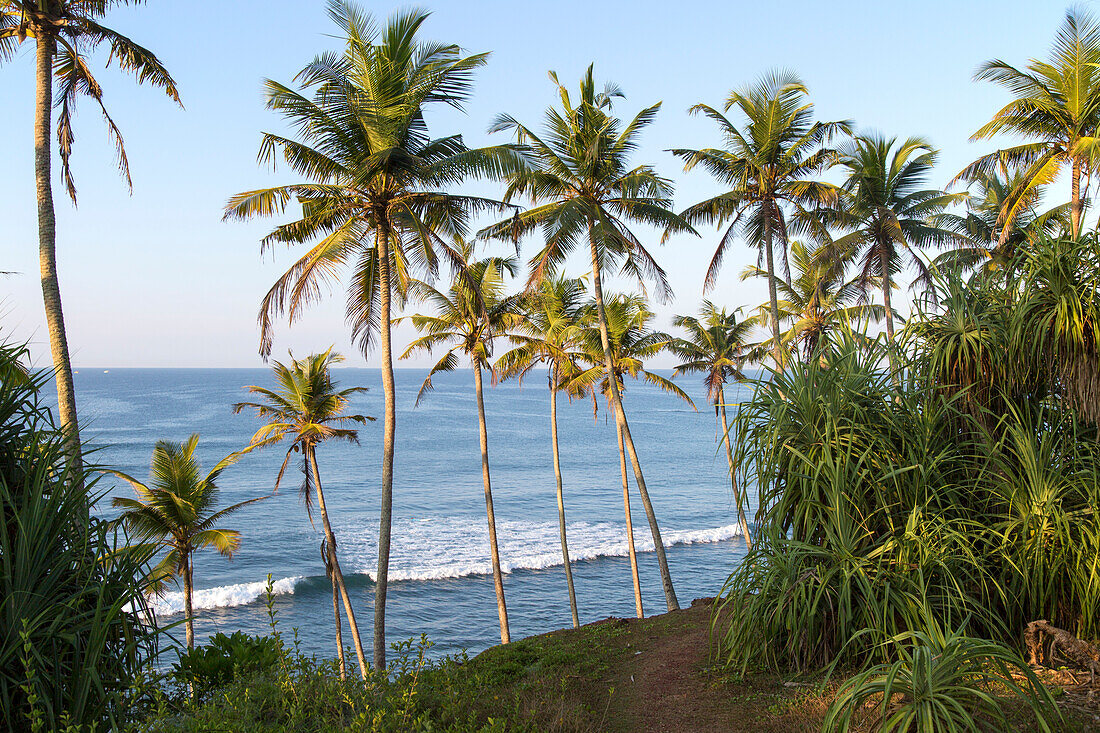 Tropical scenery of palm trees on a hillside by blue ocean, Mirissa, Sri Lanka, Asia