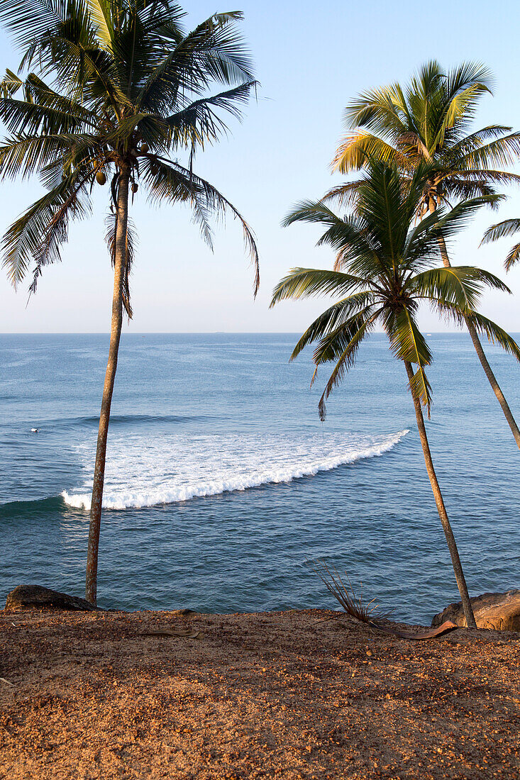 Tropische Landschaft mit Palmen auf einem Hügel am blauen Meer, Mirissa, Sri Lanka, Asien