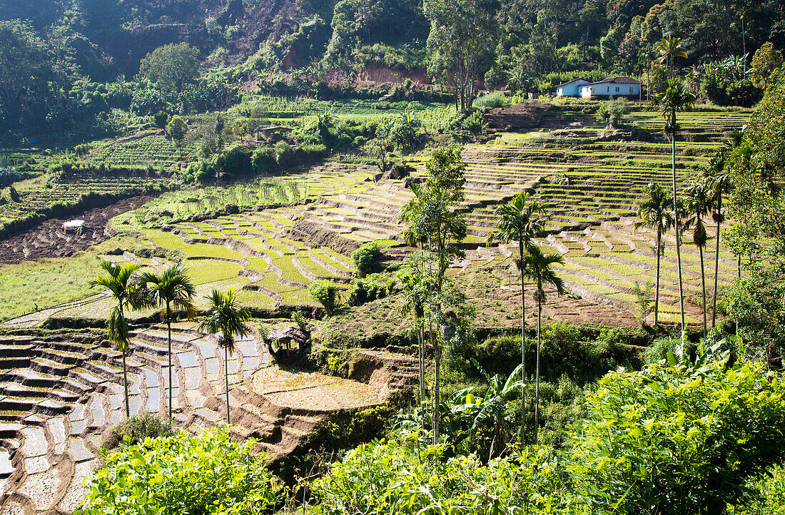 Reisfelder, Reisanbau-Terrassen, Ella, Badulla District, Provinz Uva, Sri Lanka, Asien