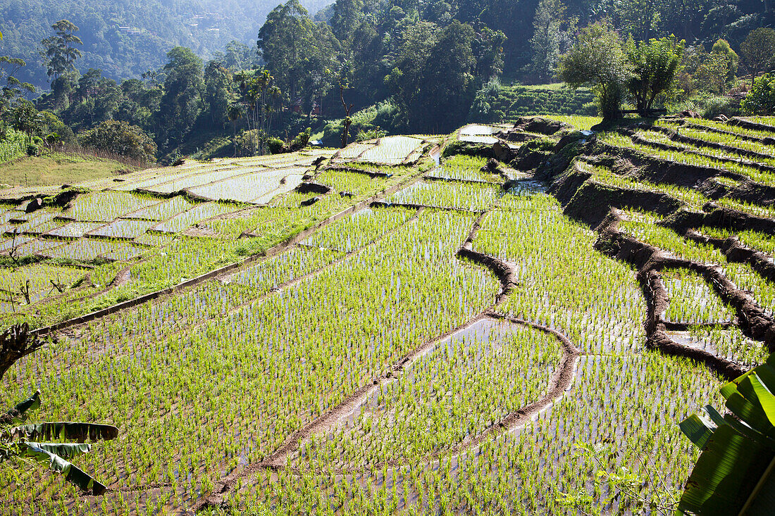 Reisfelder, Reisanbau-Terrassen, Ella, Badulla District, Provinz Uva, Sri Lanka, Asien