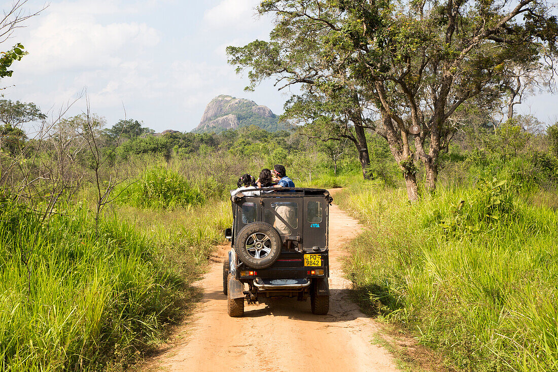 Elephant safari in Hurulu Eco Park biosphere reserve, Habarana, Anuradhapura District, Sri Lanka, Asia