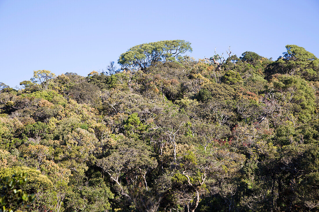 Cloud forest environment Horton Plains national park, Sri Lanka, Asia