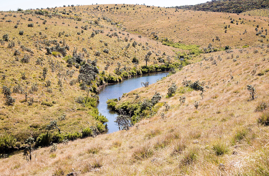 Der mäandernde kleine Fluss Belihul Oya im Tal des Horton Plains Nationalpark, Sri Lanka, Asien