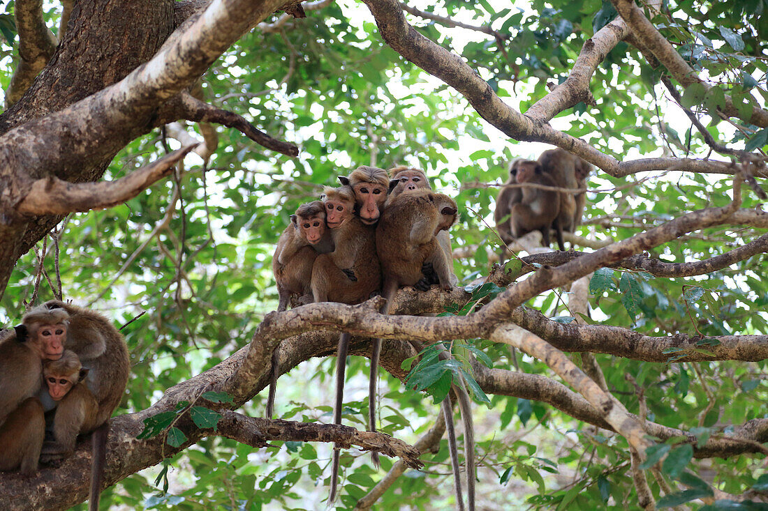 Toque-Makaken, Macaca Sinica, Affen, Polonnaruwa, North Central Province, Sri Lanka, Asien