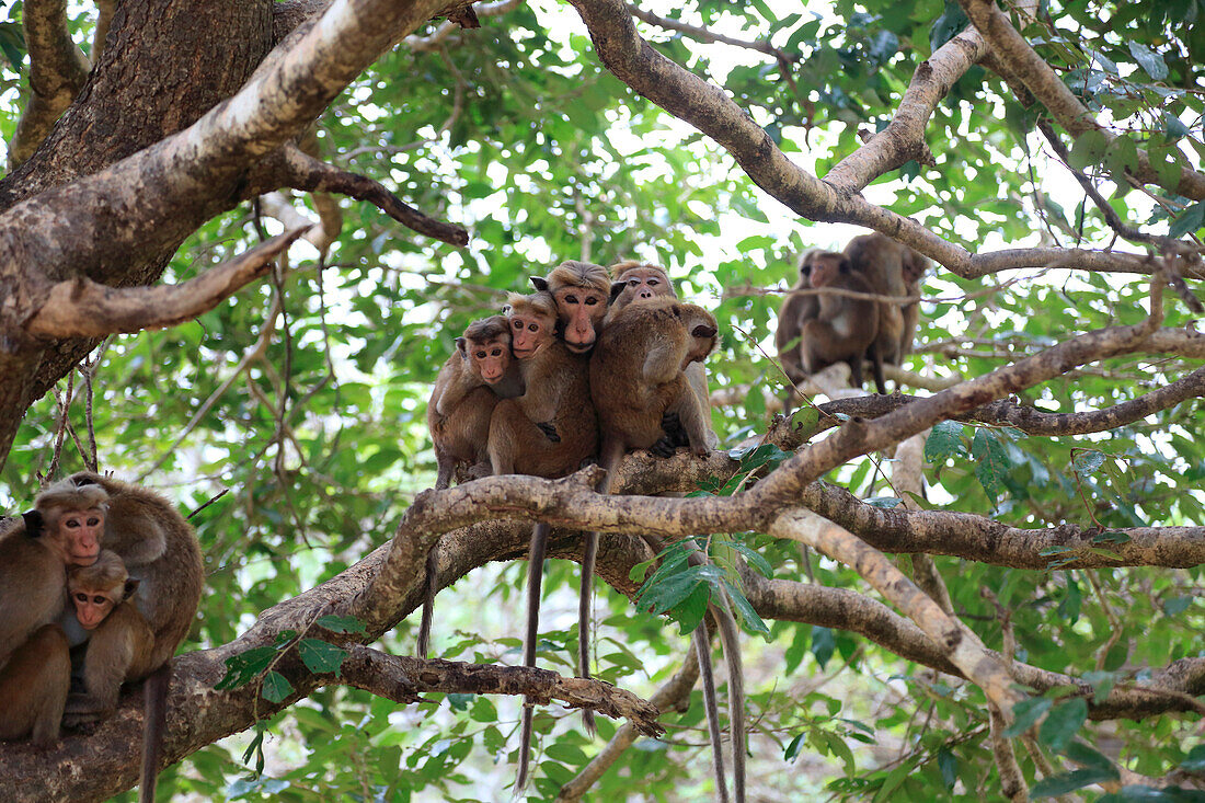 Toque macaque, Macaca sinica, monkeys, Polonnaruwa, North Central Province, Sri Lanka, Asia