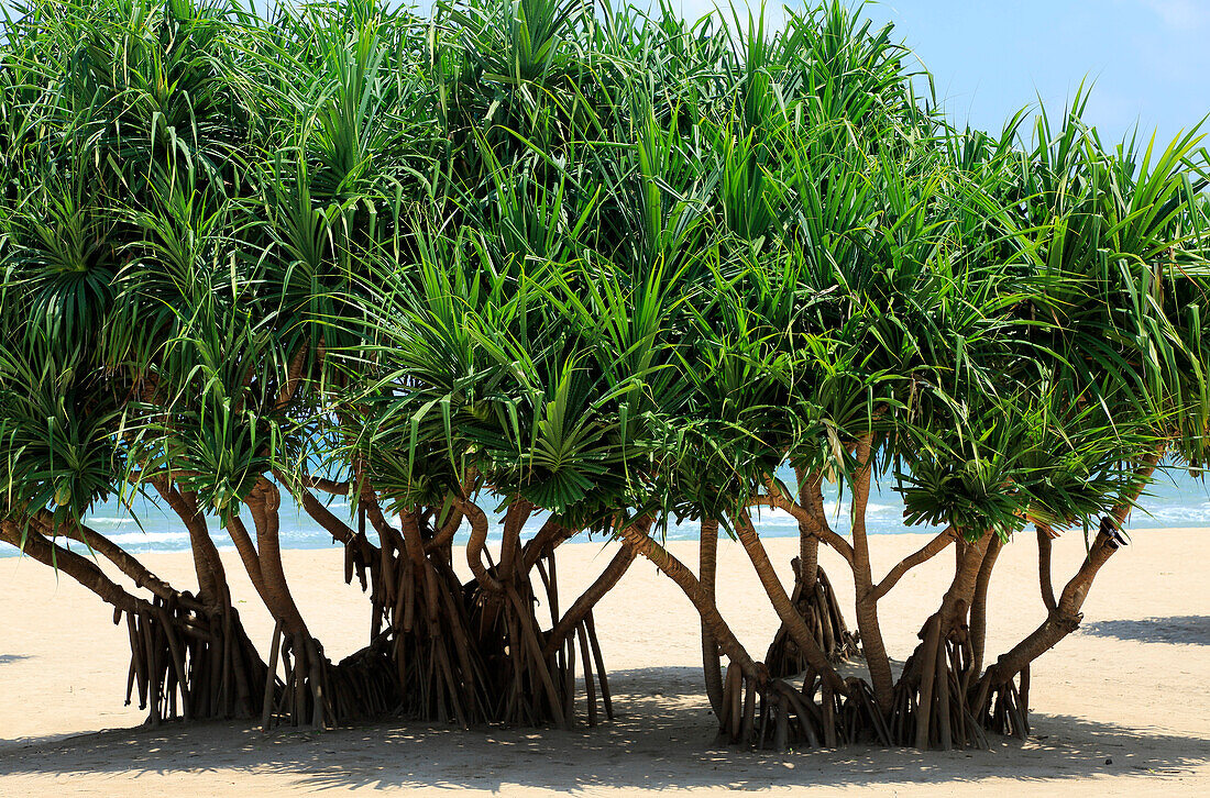 Pandanus-Palmen wachsen am Sandstrand, Nilavelli, Trincomalee, Sri Lanka, Asien