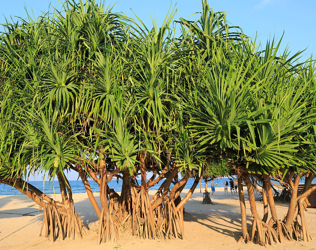 Pandanus palm trees growing on sandy beach, Nilavelli Trincomalee, Sri Lanka, Asia