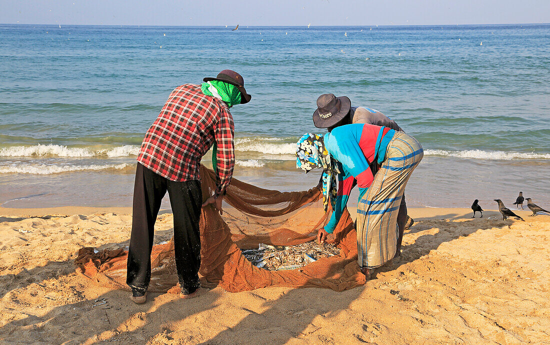 Traditional fishing hauling nets Nilavelli beach , near Trincomalee, Eastern province, Sri Lanka, Asia