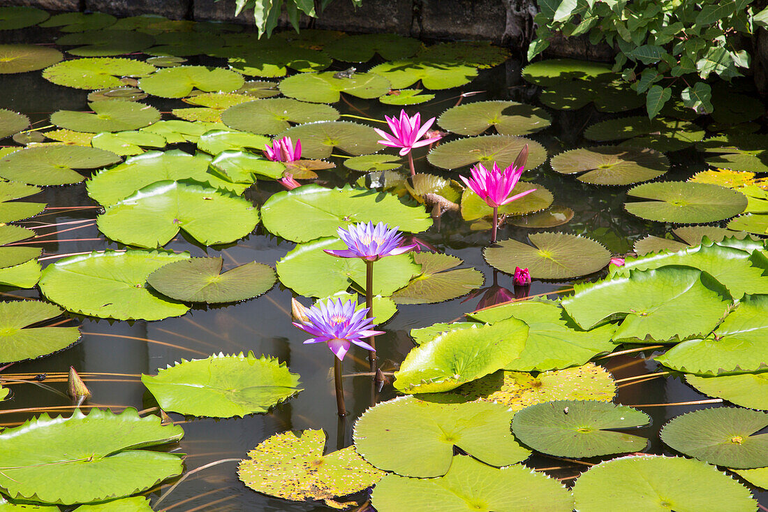 Nil Manel, blaue Seerose (Nymphaea Stellata oder Nymphaea Nouchali) in Dambulla, Sri Lanka, Asien