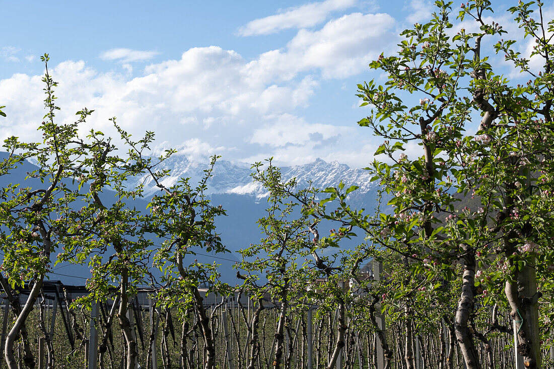  Apple blossom in the Etschtal, Vinschgau, South Tyrol, Italy, Europe 