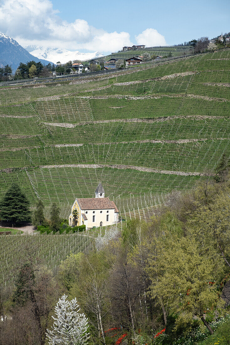  View of a chapel and grapevines, Trauttmansdorff Castle, Merano, South Tyrol, Italy, Europe 