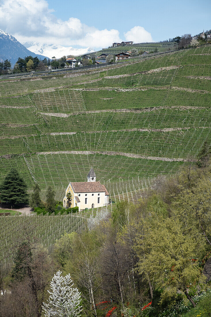 Blick auf eine Kapelle und Weinreben Schloss Trauttmansdorff, Meran, Südtirol, Italien, Europa